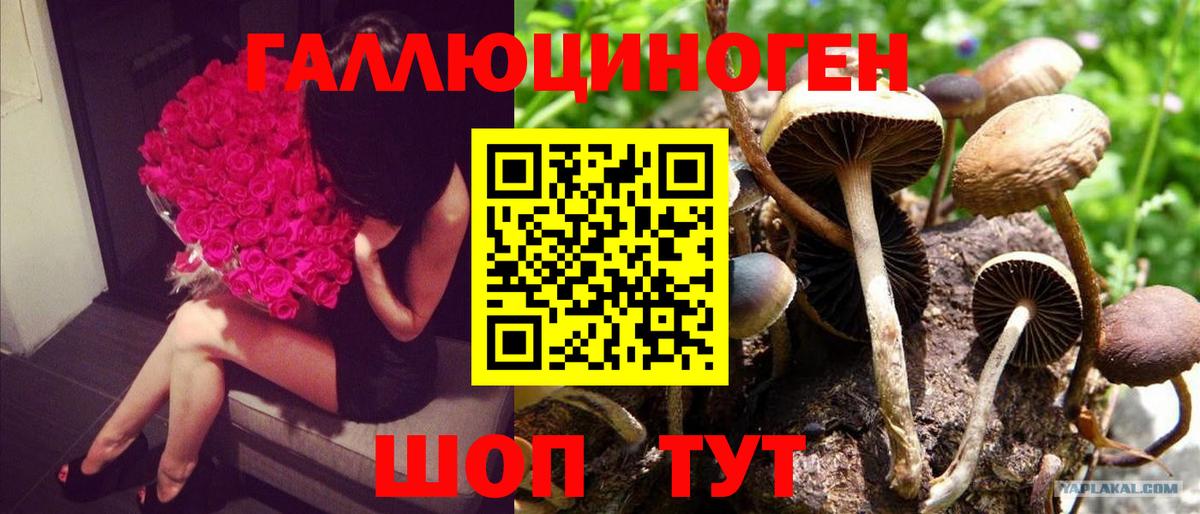 Астрахань  Псилоцибиновые грибы Psilocybe  Вход с VPN  Галлюциногенные грибы Psilocybine cubensis 